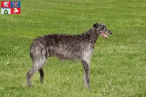 Read more about the article Deerhound breeders and puppies in Pardubice