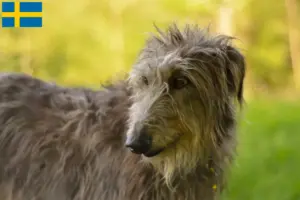 Read more about the article Deerhound breeders and puppies in Sweden