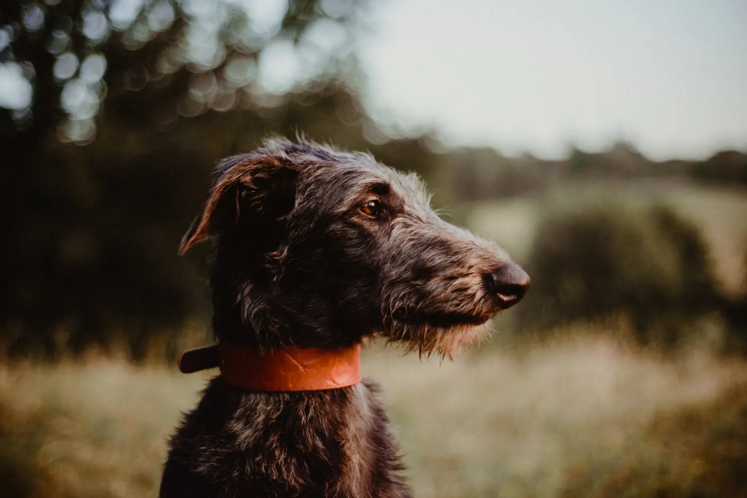 Buying a Deerhound puppy means taking responsibility! Buy Deerhound puppies.
