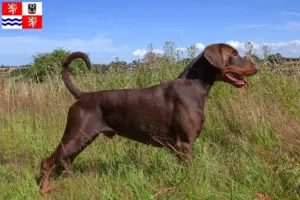 Read more about the article Doberman breeders and puppies in Central Bohemia