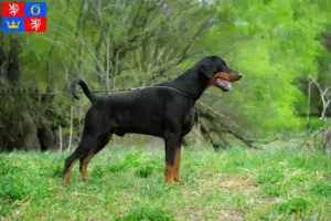 Read more about the article Doberman breeders and puppies in Hradec Králové