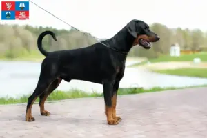 Read more about the article Dobermann breeders and puppies in Karlsbad