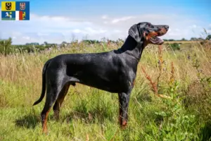 Read more about the article Doberman breeders and puppies in Moravia-Silesia