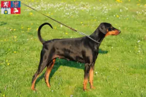 Read more about the article Doberman breeders and puppies in Pardubice