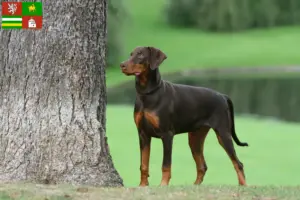 Read more about the article Doberman breeders and puppies in Pilsen