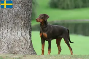 Read more about the article Doberman breeders and puppies in Sweden