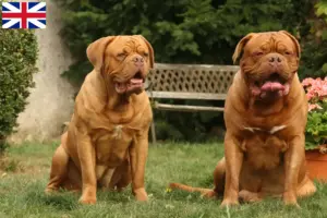 Read more about the article Dogue de Bordeaux breeders and puppies in Great Britain