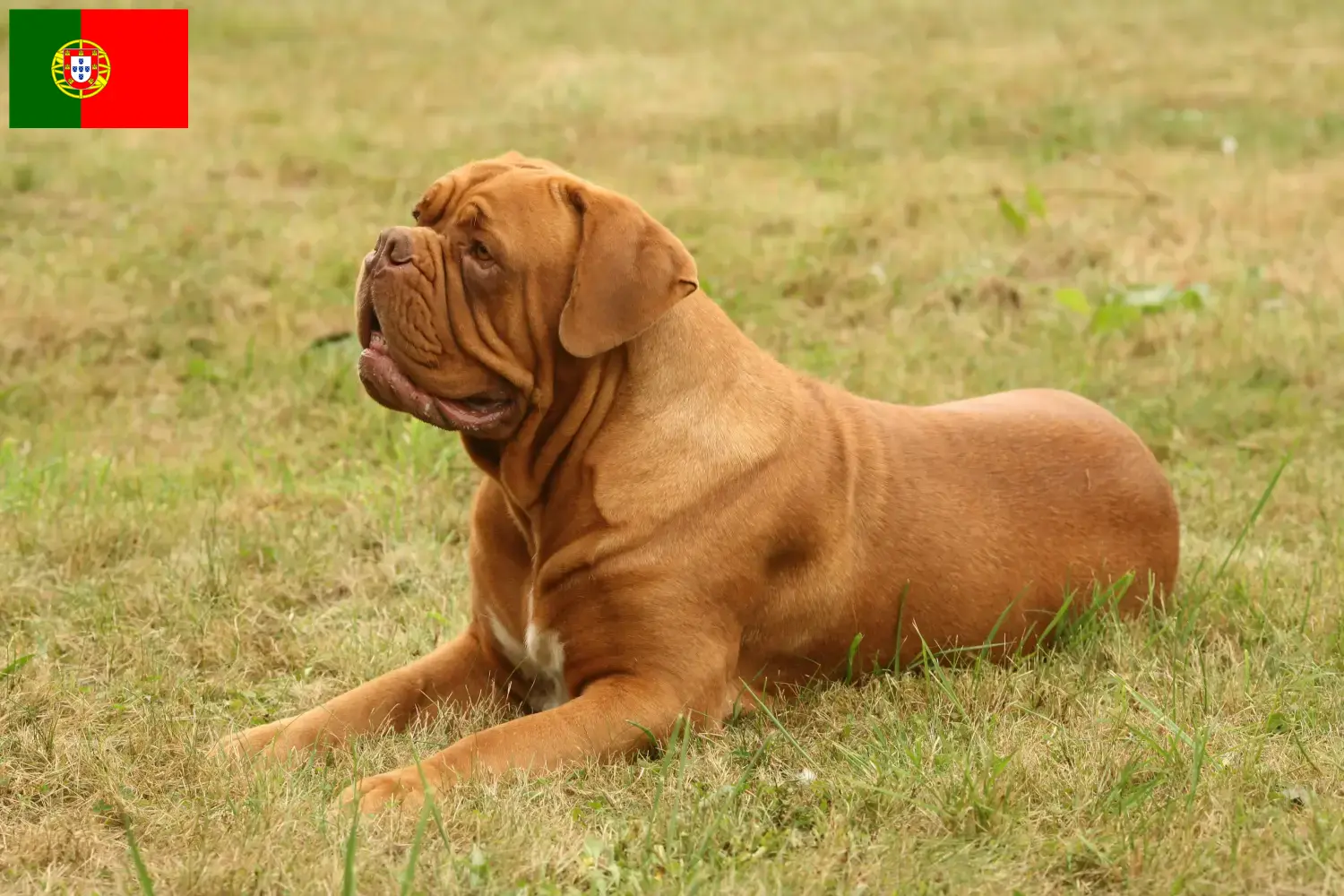Dogue de Bordeaux puppies and breeders Portugal Here you can find Dogue de Bordeaux breeders in Portugal.