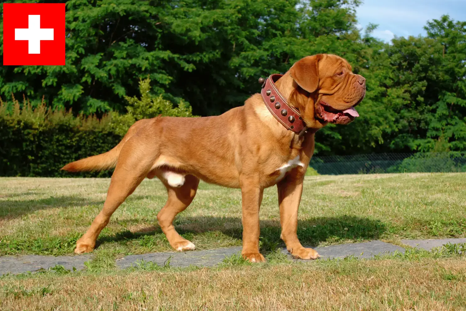 Dogue de Bordeaux puppies and breeders Switzerland Here you can find Dogue de Bordeaux breeders in Switzerland.