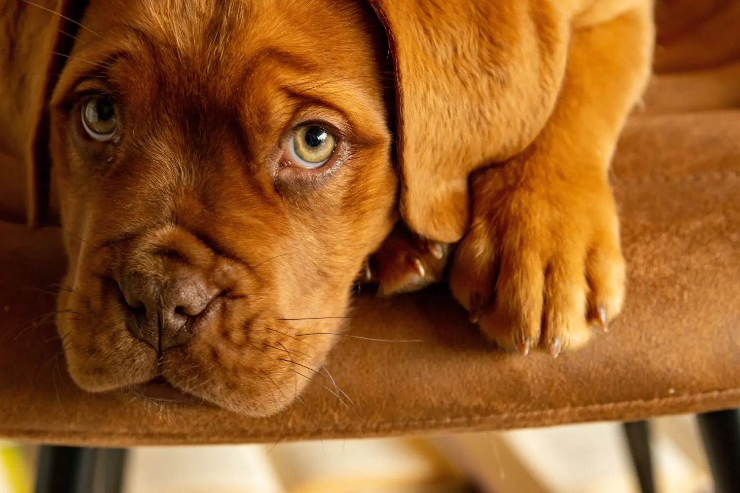 Buying a Dogue de Bordeaux puppy means taking responsibility! Buy Dogue de Bordeaux puppies.