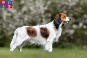 Read more about the article Dutch Kooikerhondje breeders and puppies in Hradec Králové