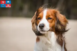 Read more about the article Dutch Kooikerhondje breeders and puppies in Karlovy Vary