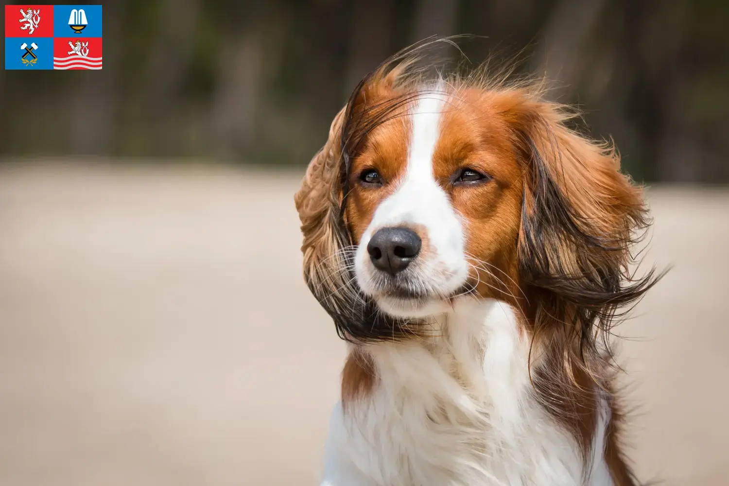 Read more about the article Dutch Kooikerhondje breeders and puppies in Karlovy Vary
