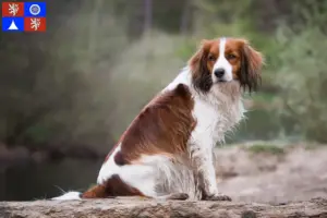 Read more about the article Dutch Kooikerhondje breeders and puppies in Liberec
