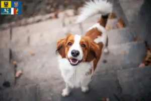 Read more about the article Dutch Kooikerhondje breeders and puppies in Moravia-Silesia