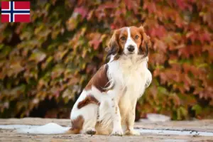 Read more about the article Dutch Kooikerhondje breeders and puppies in Norway