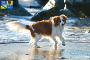 Read more about the article Dutch Kooikerhondje breeders and puppies in Olomouc