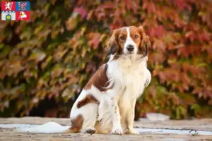 Read more about the article Dutch Kooikerhondje breeders and puppies in Pardubice