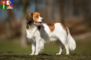 Read more about the article Dutch Kooikerhondje breeders and puppies in South Bohemia