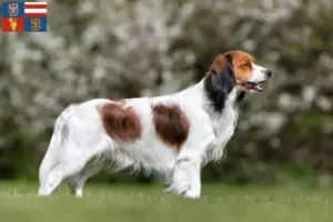 Read more about the article Dutch Kooikerhondje breeders and puppies in South Moravia