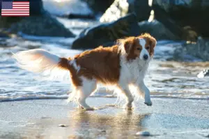 Read more about the article Dutch Kooikerhondje breeders and puppies in the USA