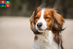 Read more about the article Dutch Kooikerhondje breeders and puppies in Ústí