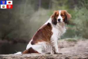 Read more about the article Dutch Kooikerhondje breeders and puppies in Vysočina