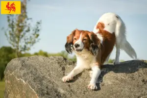 Read more about the article Dutch Kooikerhondje breeders and puppies in Walloon Region