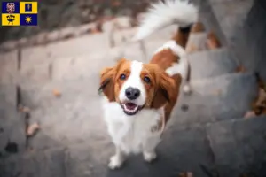 Read more about the article Dutch Kooikerhondje breeders and puppies in Zlín