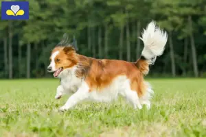 Read more about the article Dutch Kooikerhondje breeders and puppies in the Brussels-Capital Region