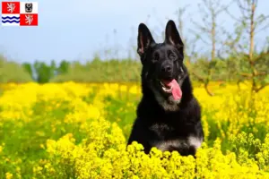 Read more about the article Eastern European Shepherd Dog breeder and puppies in Central Bohemia