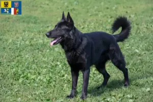 Read more about the article Eastern European Shepherd Dog Breeder and Puppies in Moravia-Silesia