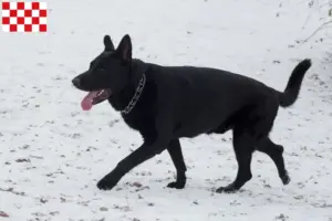 Read more about the article Eastern European Shepherd Dog breeder and puppies in North Brabant