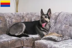 Read more about the article Eastern European Shepherd Dog breeder and puppies in North Holland