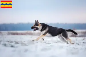 Read more about the article Eastern European Shepherd Dog breeder and puppies in Overijssel