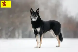 Read more about the article Eastern European Shepherd Dog breeder and puppies in South Holland