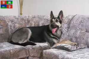 Read more about the article Eastern European Shepherd Dog Breeder and Puppies in Ústí
