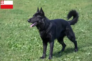 Read more about the article Eastern European Shepherd Dog breeder and puppies in Utrecht