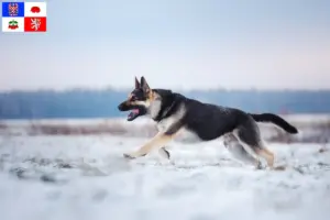 Read more about the article Eastern European Shepherd Dog breeder and puppies in Vysočina