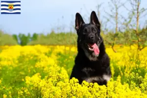 Read more about the article Eastern European Shepherd Dog breeder and puppies in Zeeland