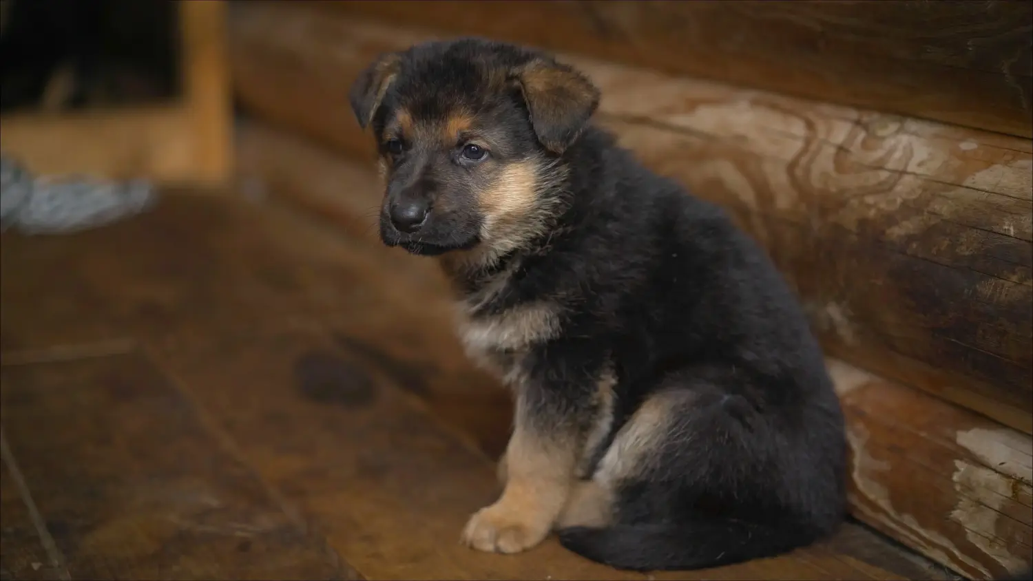 Buying an Eastern European Shepherd puppy means taking responsibility! Buy Eastern European Shepherd puppies.
