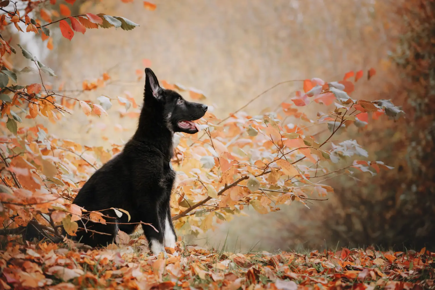 Buying an Eastern European Shepherd puppy means taking responsibility! Buy Eastern European Shepherd puppies.