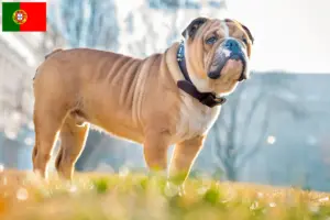 Read more about the article English Bulldog breeders and puppies in Portugal