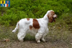 Read more about the article English Cocker Spaniel breeders and puppies in Moravia-Silesia