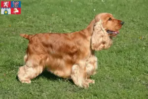 Read more about the article English Cocker Spaniel breeder and puppies in Pardubice