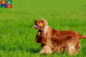 Read more about the article English Cocker Spaniel breeders and puppies in Ústí