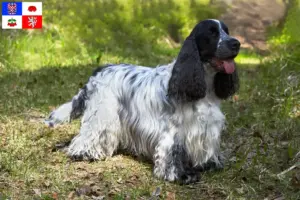 Read more about the article English Cocker Spaniel breeder and puppies in Vysočina