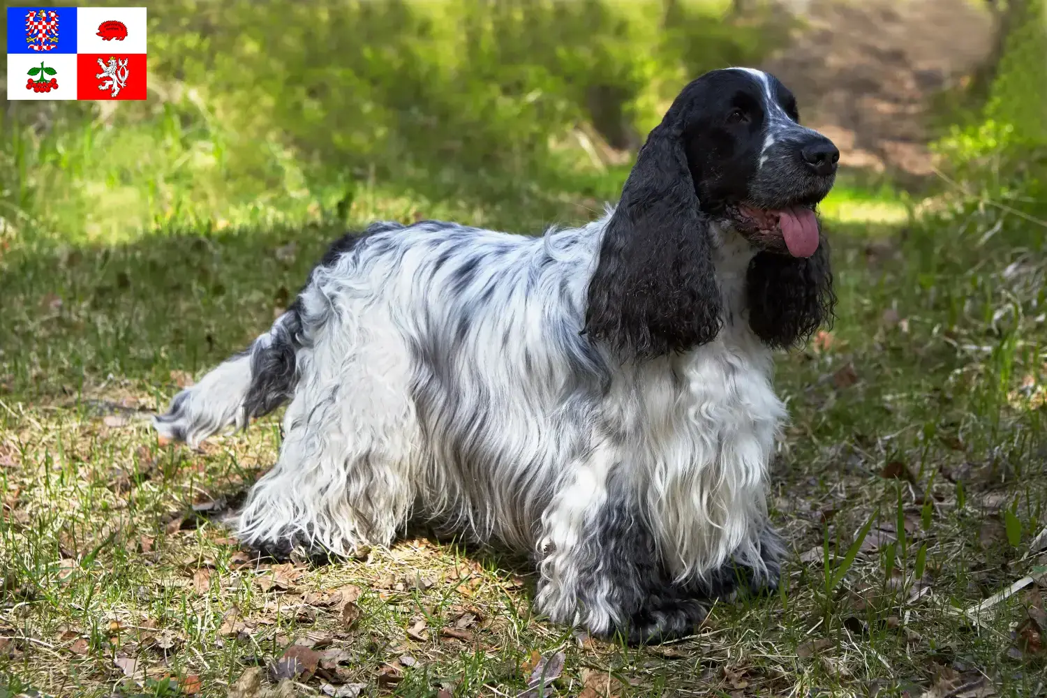 Read more about the article English Cocker Spaniel breeder and puppies in Vysočina