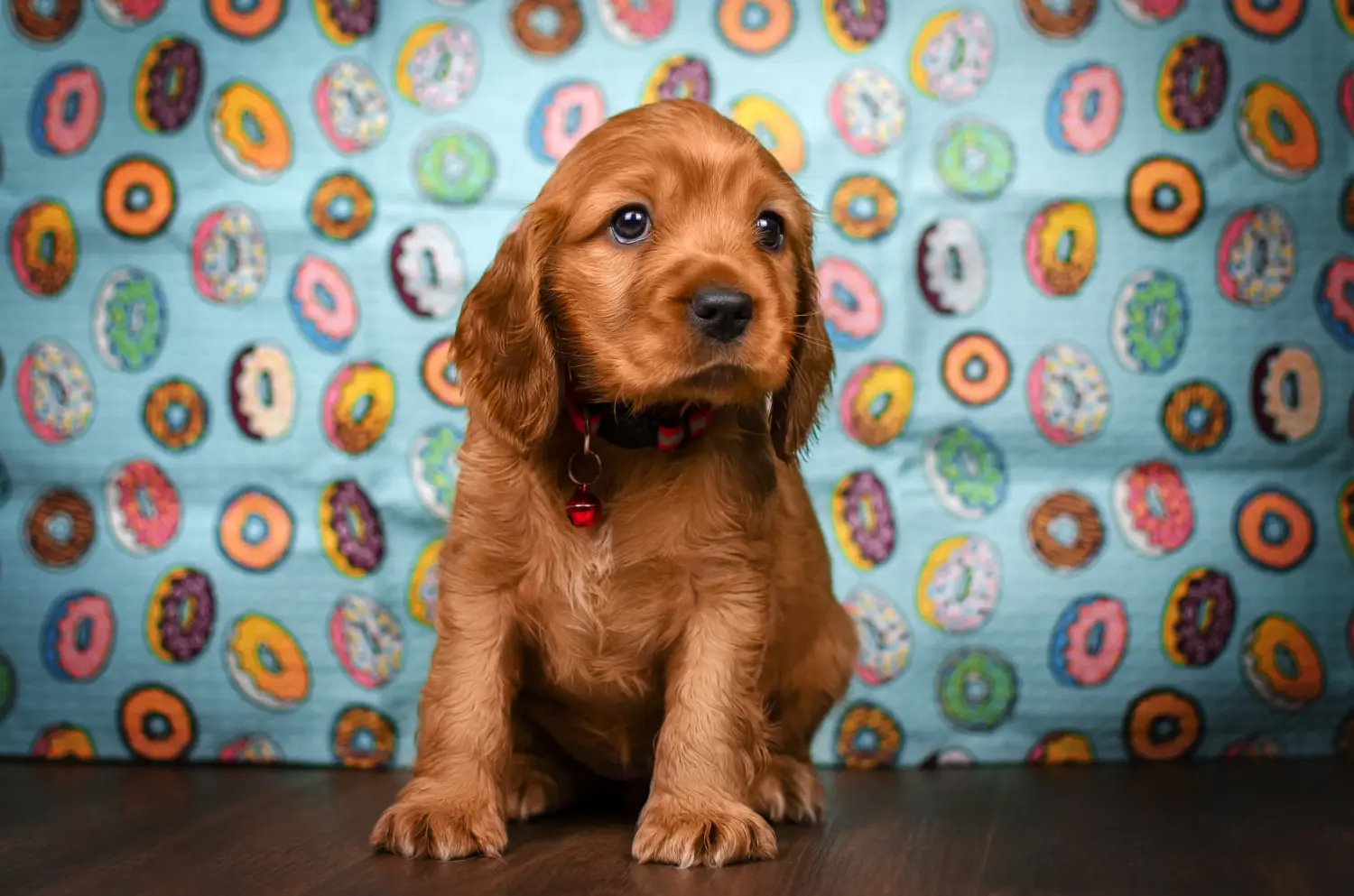 Buying an English Cocker Spaniel puppy means taking responsibility! Buy English Cocker Spaniel puppies.