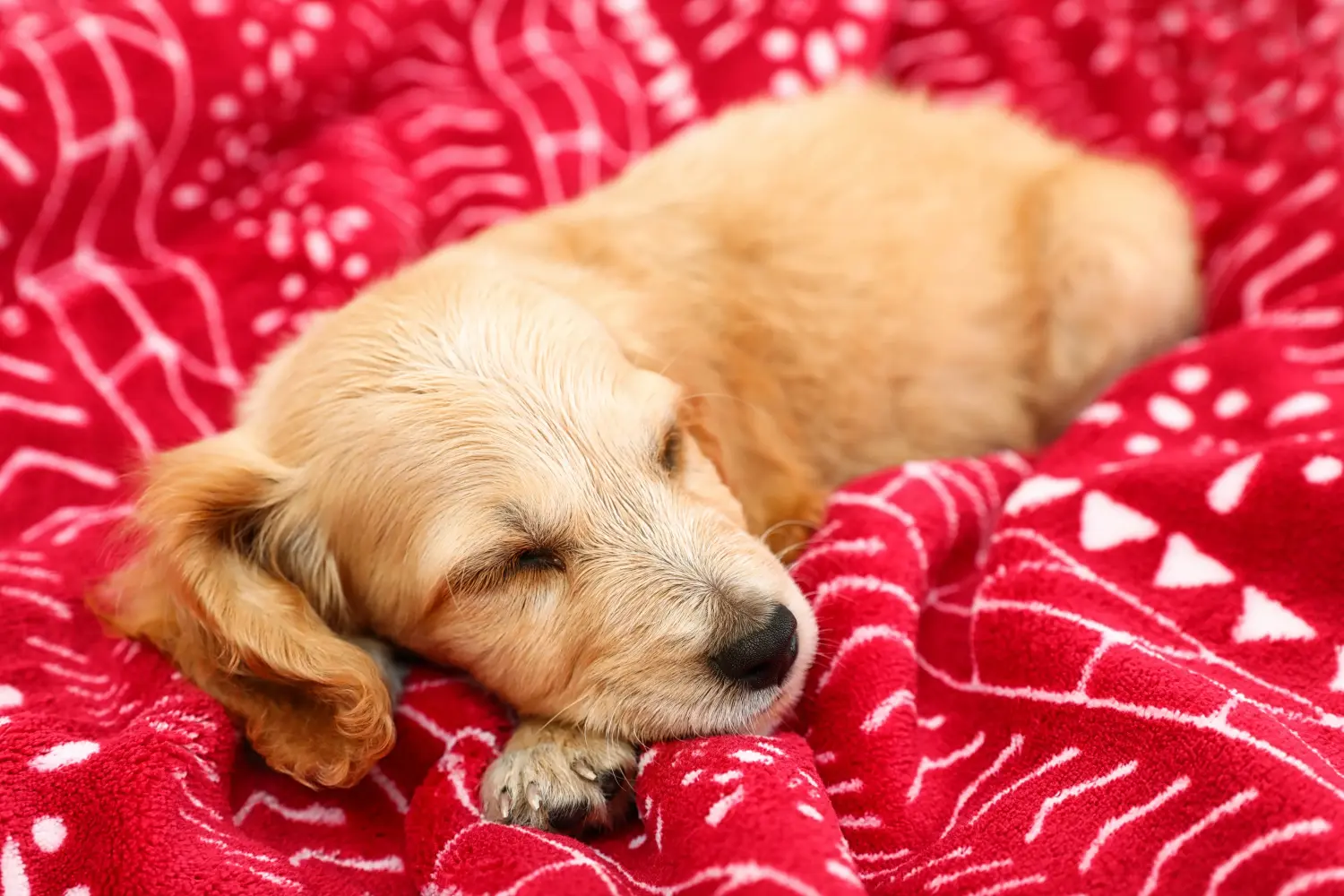 Buying an English Cocker Spaniel puppy means taking responsibility! Buy English Cocker Spaniel puppies.